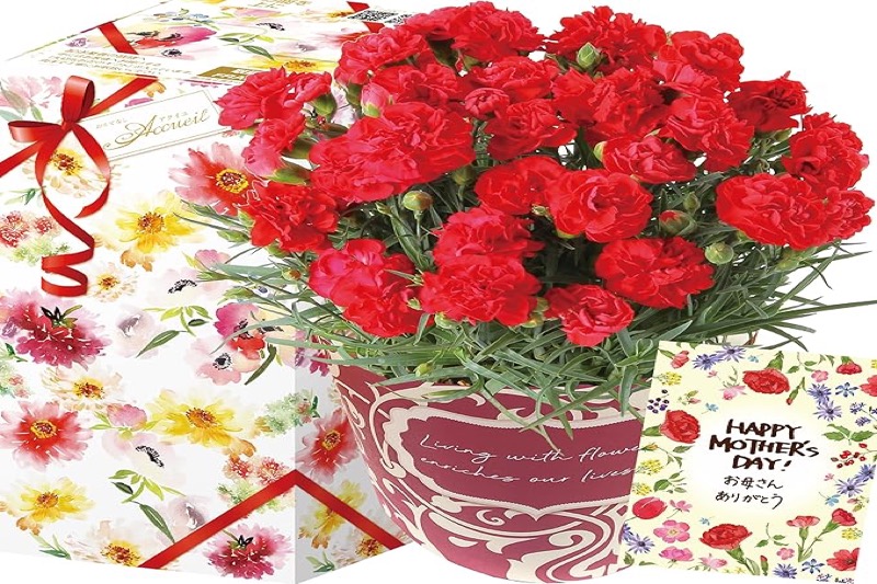 母の日フラワーギフト おすすめ30選【2026年版・予算別に厳選】