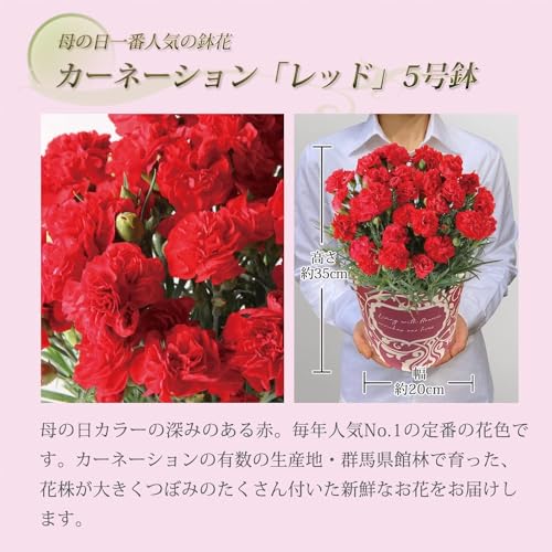 花のギフト社 母の日 花 カーネーション 母の日ギフト 鉢植え プレゼント レッド 5号