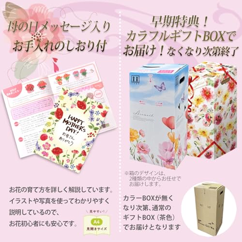 花のギフト社 母の日 花 カーネーション 母の日ギフト 鉢植え プレゼント レッド 5号