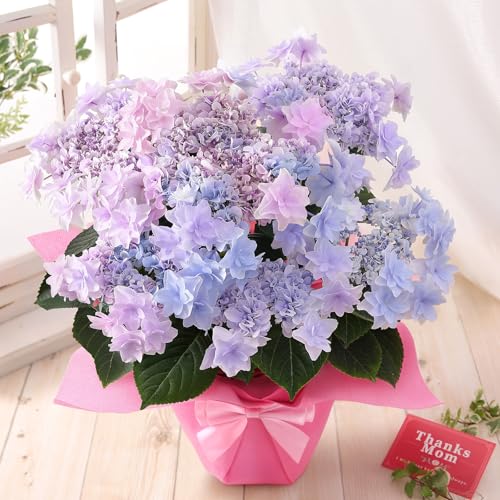 母の日 花 鉢植え ギフト プレゼント アジサイ鉢・美しい色合い May morning～5月の朝～グラデーション 2026 BunBunBee
