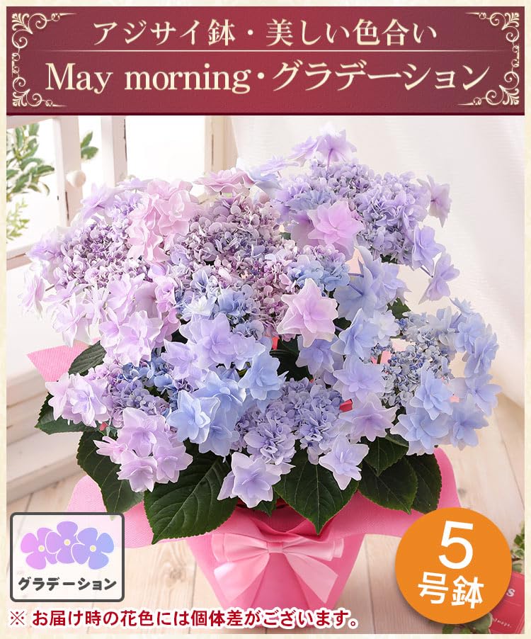 母の日 花 鉢植え ギフト プレゼント アジサイ鉢・美しい色合い May morning～5月の朝～グラデーション 2026 BunBunBee