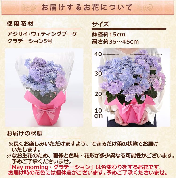 母の日 花 鉢植え ギフト プレゼント アジサイ鉢・美しい色合い May morning～5月の朝～グラデーション 2026 BunBunBee