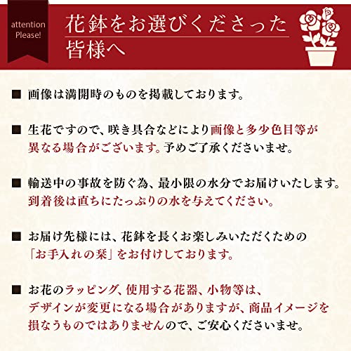 母の日 花 鉢植え ギフト プレゼント アジサイ鉢・美しい色合い May morning～5月の朝～グラデーション 2026 BunBunBee