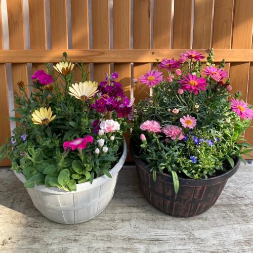 季節の寄せ植え アンティーク柄 2鉢セット 軽量プラスチック鉢 内径24cm 鉢の色選択不可 花ギフト 母の日 誕生日 新築祝い