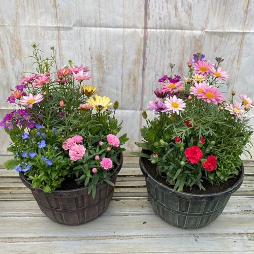 季節の寄せ植え アンティーク柄 2鉢セット 軽量プラスチック鉢 内径24cm 鉢の色選択不可 花ギフト 母の日 誕生日 新築祝い