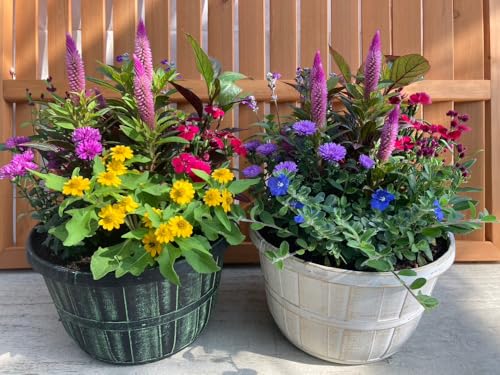 季節の寄せ植え アンティーク柄 2鉢セット 軽量プラスチック鉢 内径24cm 鉢の色選択不可 花ギフト 母の日 誕生日 新築祝い