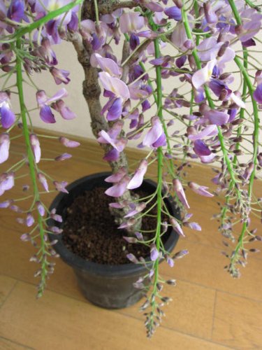 香りがするふじ育てる楽しみ2026年母の日プレゼントに藤苗 ポット苗 開花は4月中頃から5月 薄紫の藤の花と 香りが楽しめます花鉢フジ鉢植え