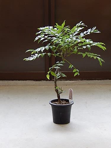 香りがするふじ育てる楽しみ2026年母の日プレゼントに藤苗 ポット苗 開花は4月中頃から5月 薄紫の藤の花と 香りが楽しめます花鉢フジ鉢植え