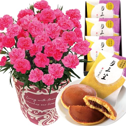 花のギフト社 母の日 花とスイーツ 花 鉢植え カーネーション 花鉢 プレゼント お菓子 スイーツ (ピンク)