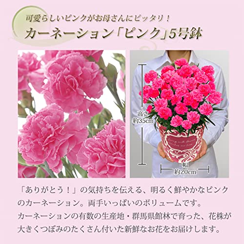花のギフト社 母の日 花とスイーツ 花 鉢植え カーネーション 花鉢 プレゼント お菓子 スイーツ (ピンク)