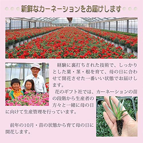 花のギフト社 母の日 花とスイーツ 花 鉢植え カーネーション 花鉢 プレゼント お菓子 スイーツ (ピンク)