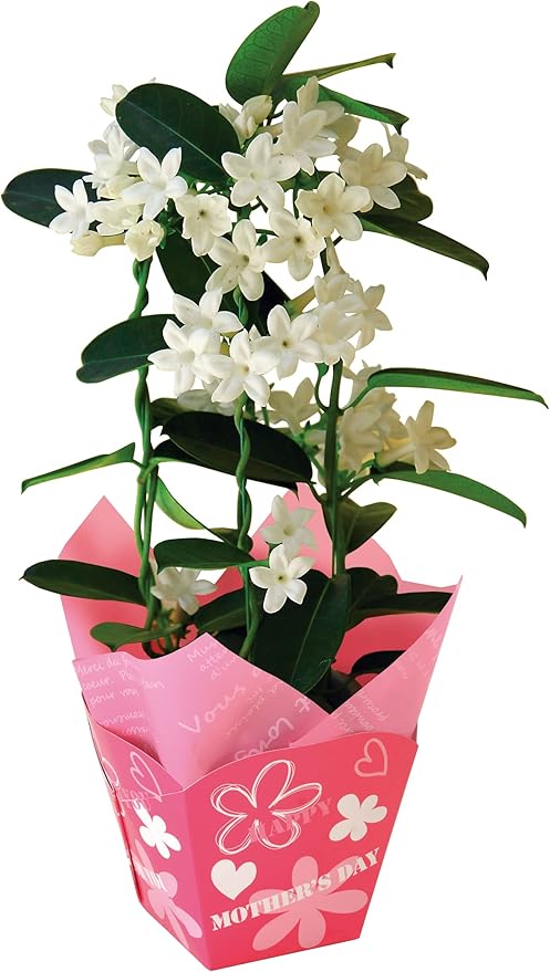 花のギフト社 母の日 花 鉢植え マダガスカルジャスミン プレゼント 花鉢 生花 母の日のプレゼント