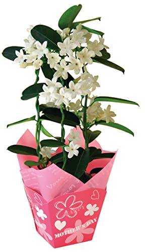 花のギフト社 母の日 花 鉢植え マダガスカルジャスミン プレゼント 花鉢 生花 母の日のプレゼント