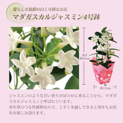 花のギフト社 母の日 花 鉢植え マダガスカルジャスミン プレゼント 花鉢 生花 母の日のプレゼント