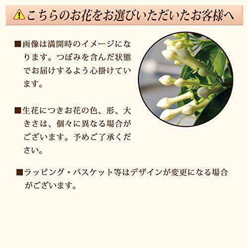 花のギフト社 母の日 花 鉢植え マダガスカルジャスミン プレゼント 花鉢 生花 母の日のプレゼント