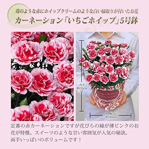 花のギフト社 母の日 花とスイーツ 花 鉢植え カーネーション 花鉢 プレゼント お菓子 スイーツ