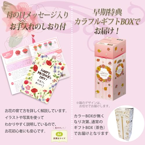 花のギフト社 母の日 花とスイーツ 花 鉢植え カーネーション 花鉢 プレゼント お菓子 スイーツ
