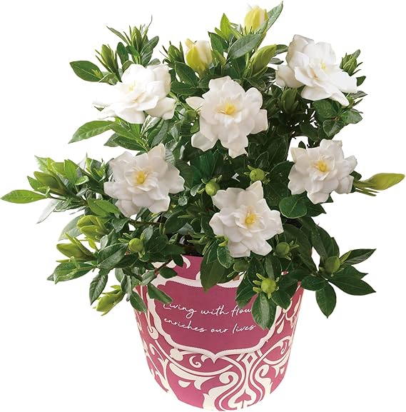 花のギフト社 母の日 花 母の日ギフト ガーデニア くちなし 鉢植え プレゼント 花鉢 ガーデニング