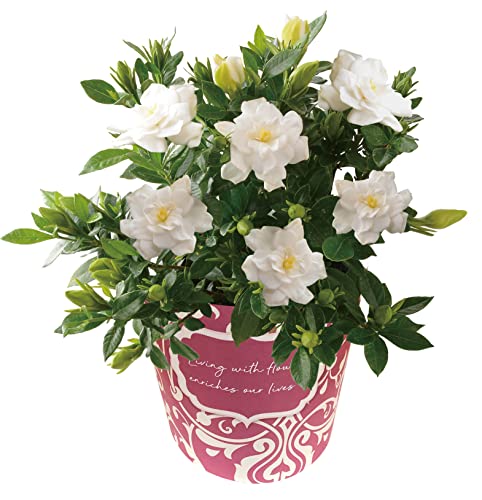 花のギフト社 母の日 花 母の日ギフト ガーデニア くちなし 鉢植え プレゼント 花鉢 ガーデニング