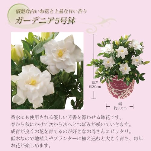 花のギフト社 母の日 花 母の日ギフト ガーデニア くちなし 鉢植え プレゼント 花鉢 ガーデニング