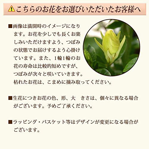 花のギフト社 母の日 花 母の日ギフト ガーデニア くちなし 鉢植え プレゼント 花鉢 ガーデニング