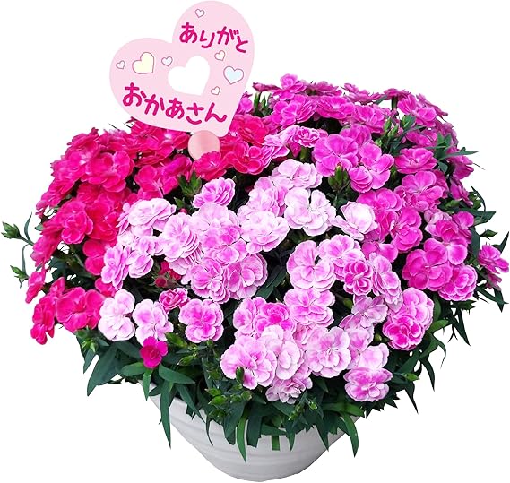 花のギフト社 母の日 花 鉢植え カーネーション プレゼント 花鉢 母の日ギフト ギフト 7号