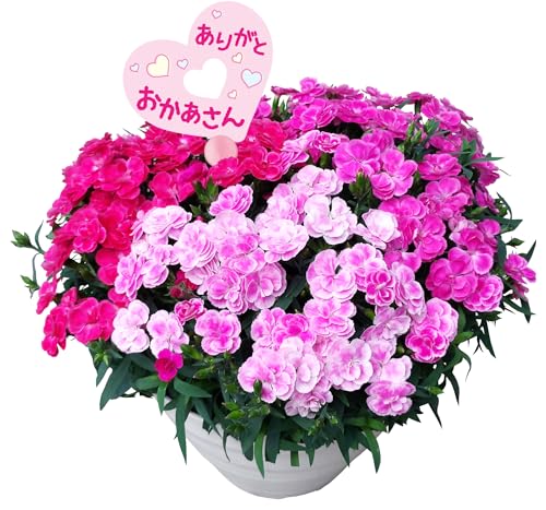 花のギフト社 母の日 花 鉢植え カーネーション プレゼント 花鉢 母の日ギフト ギフト 7号