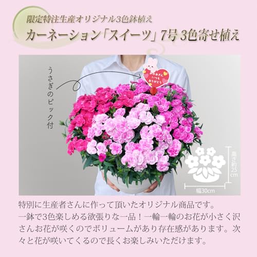 花のギフト社 母の日 花 鉢植え カーネーション プレゼント 花鉢 母の日ギフト ギフト 7号