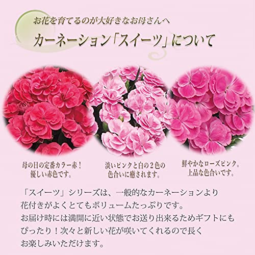 花のギフト社 母の日 花 鉢植え カーネーション プレゼント 花鉢 母の日ギフト ギフト 7号